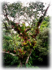 Natureza - Hotel Mar Caraguatatuba