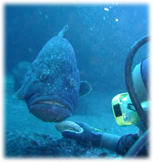 Mergulho Profissional Ilhabela - Hotel Mar