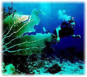 Mergulho em São Sebastião - Hotel Mar