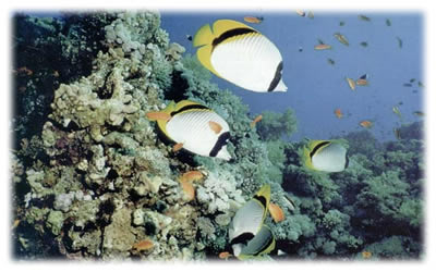 Mergulho - Hotel Mar