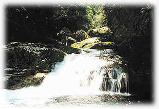 Mata Atlântica - Hotel Mar Caraguatatuba